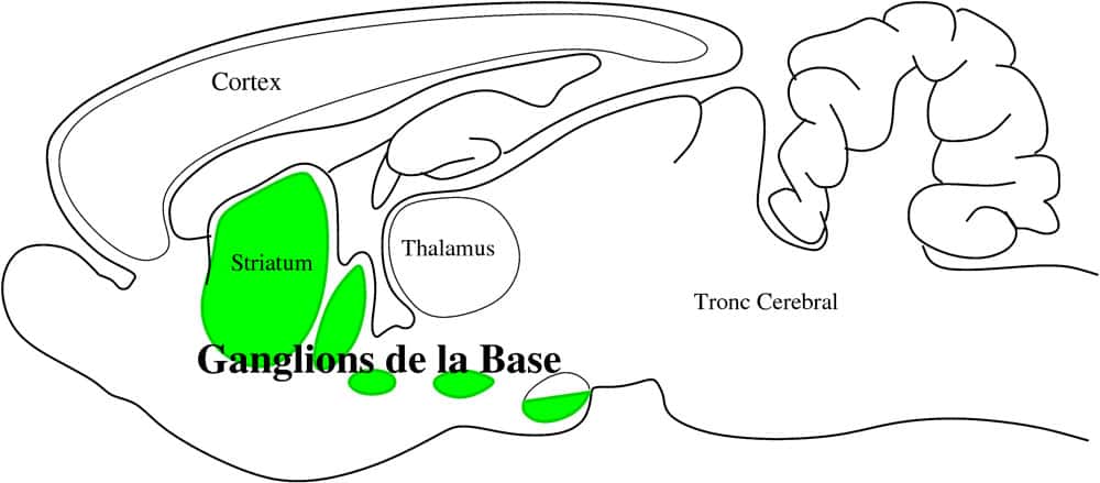 Schéma du cerveau du rat montrant l’emplacement des noyaux sous-corticaux appelés les ganglions de la base, qui sont importants pour la sélection de l’action. © Redgrave, Guerney, Prescot ABRG/ISIR/Girard Benoît