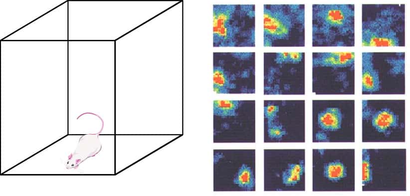 Chaque carré montre l'activité électrophysiologique (nombre de potentiels d'action) mesurée dans un neurone de lieu de l'hippocampe. Les zones bleues sont les endroits où le neurone a eu une faible activité (il n'a pas ou peu émis de potentiels d'action). Les zones jaunes, peu d'activité. Les zones rouges sont les endroits où le neurone a émis beaucoup de potentiels d'action, donc correspondant au « lieu préféré » du neurone. Enregistrements neurophysiologiques de neurones appelés les « cellules de lieu » dans l’hippocampe du rat pendant l’exploration d’un environnement cubique. Adapté de Min W. Jung, Sidney I. Wiener & Bruce L. McNaughton (1994). © CNRS/Wiener Sidney