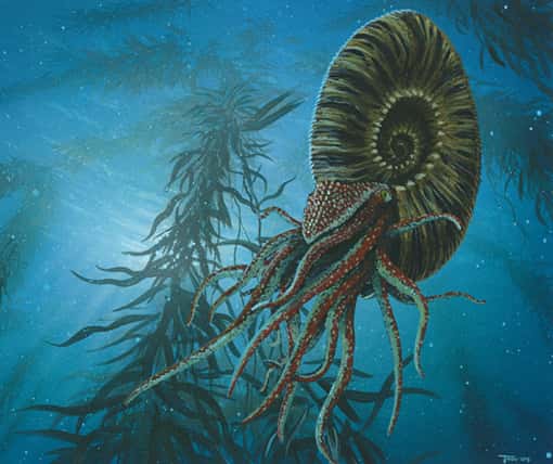 L'ammonite disparaît à la fin du Crétacé. © DR