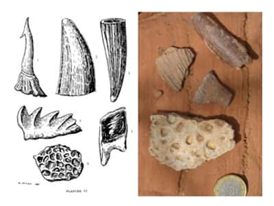À gauche, la première illustration de vertébrés des Kem Kem par Choubert <em>et al.</em> en 1952. La dent en haut à droite, attribuée par Choubert à un crocodile, est probablement une dent de <em>Spinosaurus</em>. À droite, collecte de surface dans les Kem Kem. © DR