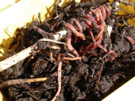  <br />Les chercheurs de l'Inra pratiquent la lombriculture dans le but de produire du compost. © Cergyrama