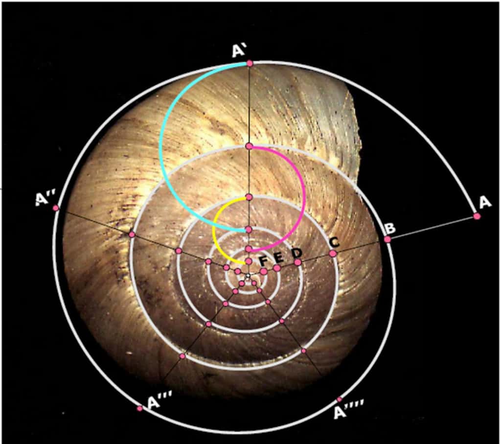 La coquille et la suite de Fibonacci. © DR