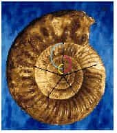 Ce fossile présente une suite géométrique de Fibonacci. © DR
