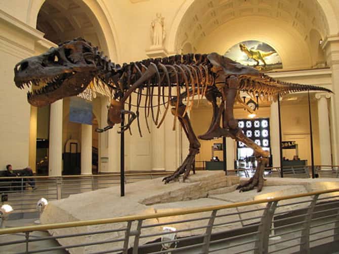 <em>Tyrannosaurus rex</em> « Sue », au muséum de Chicago, dans l'Illinois, aux États-Unis. © Christophe Hendrickx, CC by-sa 3.0