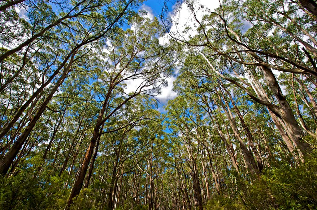  Forêt d'Australie. © stockvault.net - libre de droits