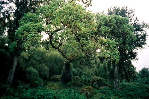 Forêt équatoriale au Kenya. © C C A-Share Alike 2.5