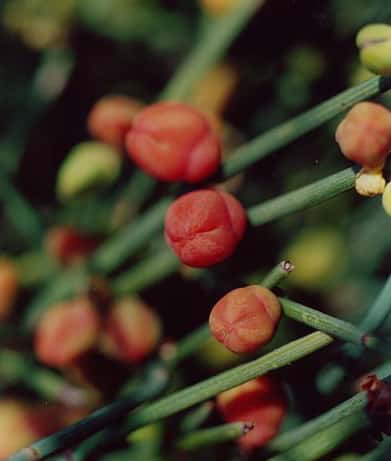<em>Ephedra, </em>un arbuste que l'on trouve dans les forêts dunaires.<em> © </em>Domaine public