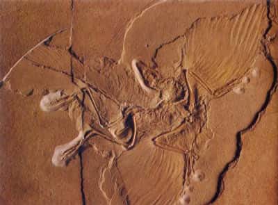 Spécimen d'Archaeopteryx, du Muséum d'histoire naturelle de Berlin, découvert en 1877. Premier fossile découvert présentant à la fois des caractères de Reptile et d'Oiseau, Archaeopteryx a été le premier « dinosaure à plumes ou oiseau à écailles », démontrant l'origine dinosaurienne des oiseaux. © DR