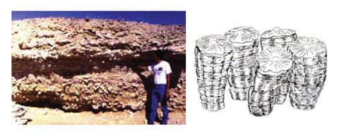 Les rudistes, groupe de bivalves ayant disparu à la fin du Crétacé formaient, en association avec de nombreux autres organismes, de gigantesques récifs dans les mers chaudes du Crétacé, comme les coraux actuels. L'ensemble formait de véritables constructions à coquilles et squelettes calcaires sur le fond de la mer et à faible profondeur. La photo de gauche montre l'exemple d'un tel récif fossile, qui affleure aujourd'hui au Sultanat d'Oman; à droite : détail de rudistes en position de vie. © Photo J. Philip, dessin d'après Stanley