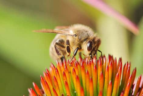 <em>Apis Mellifera, </em>abeille domestique<em>.</em> © Ernie, Domaine public
