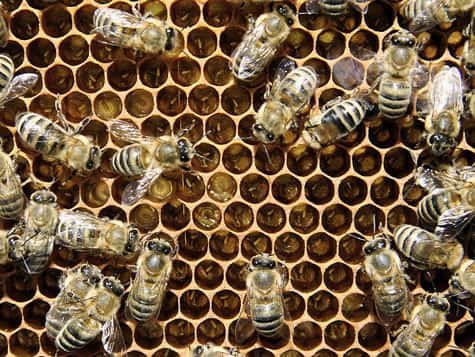Couvain, ouvrières, oeufs et larves d'abeilles. © Waugsberg, Licence de documentation libre GNU, version 1.2 
