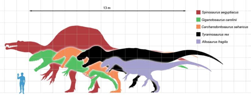 Comparaison de tailles entre des dinosaures carnivores, basée sur les illustrations faites par Scott Hartman (<em>Tyrannosaurus, Allosaurus</em>), Ville Sinkkonen (<em>Carcharodontosaurus</em>), Gregory Paul (<em>Giganotosaurus</em>), ArthurWeasley et Steveoc 86 (<em>Spinosaurus</em>). © Matthew Martyniuk GNU <em>Free Documentation License</em> version 1.2 