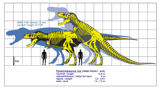 <em>Tyrannosaurus rex.</em> © Kendi çalışmam GNU Free Documentation License version 1.2