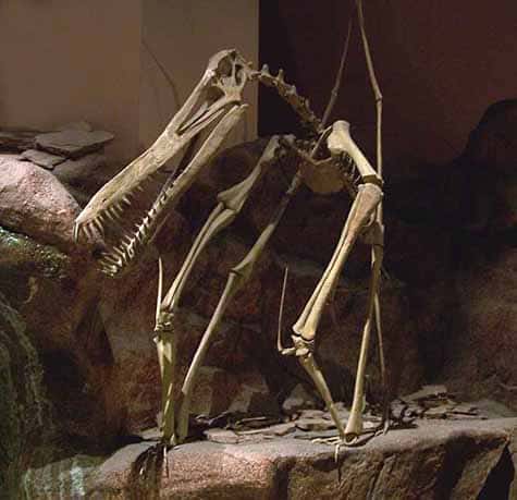 Squelette d'un ptérosaure au <em>North American Museum of Ancient Life</em>. © Zachary Tirrell