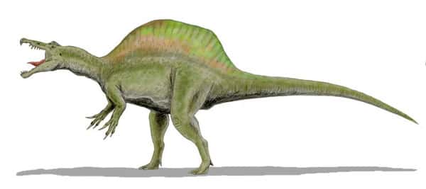 <em>Spinosaurus aegyptiacus,</em> Crétacé moyen, Égypte. © Dinoguy2, <em>Creative Commons Attribution 2.5 Generic license</em>