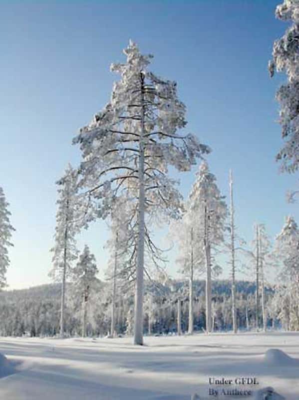 Laponie, forêt boréale en hiver. © Anthere GNU FDL 1.2 