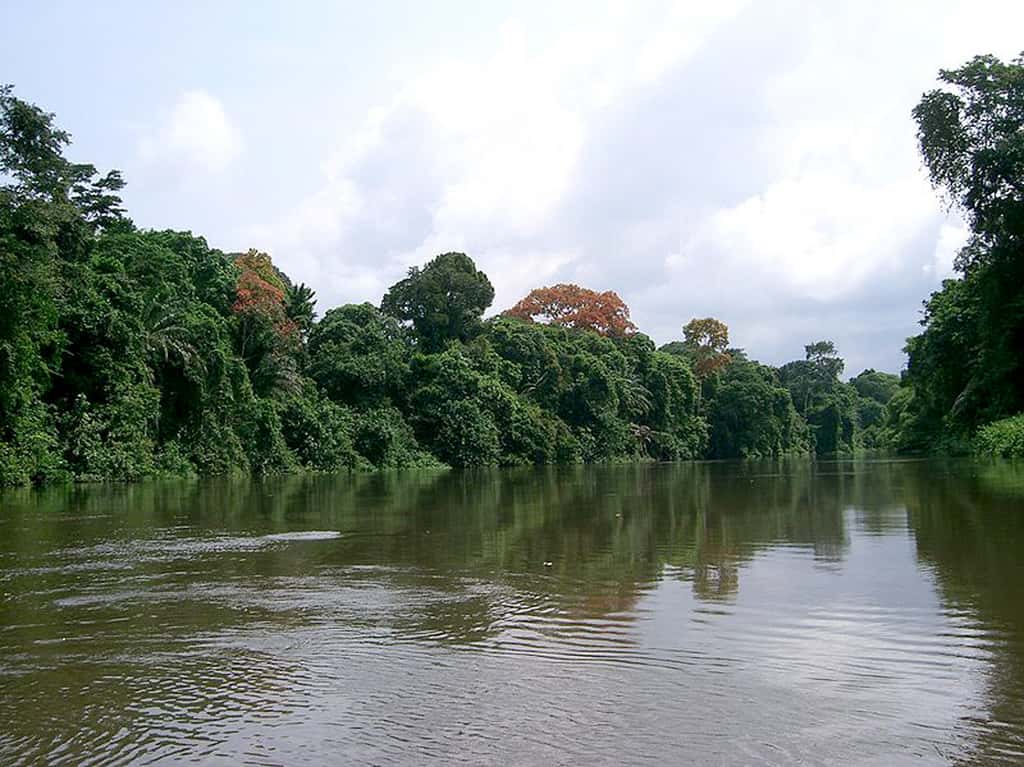 Forêt tropicale du Cameroun. © CC A-Share Alike 3.0