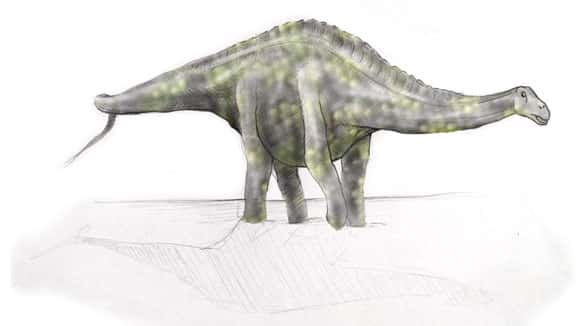 Reconstitution de <em>Rebbachisaurus</em>. © L. Cavin