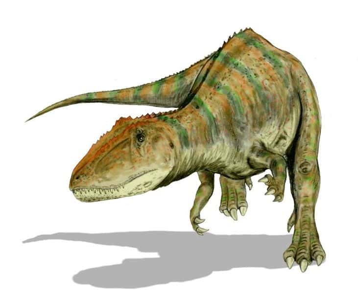 Reconstitution d'un <em>Carcharodontosaurus saharicus.</em> © Nobu Tamura, GNU <em>Free Documentation License</em> version 1.2