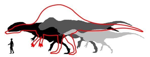 Taille comparée du plus gros <em>Spinosaurus </em>découvert dans les Kem Kem, en rouge (taille estimée), par rapport aux tailles des plus gros G<em>iganotosaurus</em> (noir), <em>Tyrannosaurus</em> (gris foncé) et <em>Suchomimus</em> (gris clair) connus, et d’un humain. © Modifié d’après Dal Sasso <em>et al</em>. (2005)