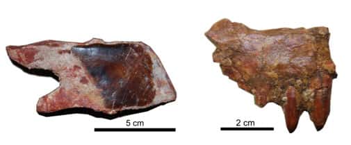 Fragments de poissons géants. À gauche, écaille de <em>Lepidotes</em> ; à droite, fragment de maxillaire de <em>Stromerichthys</em>. © L. Cavin