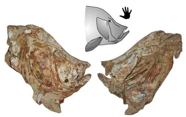 Crâne du poisson tselfatiiforme <em>Concavotectum moroccensis</em>, avec sa reconstitution et une main pour l’échelle. © Cavin & Forey (2008)