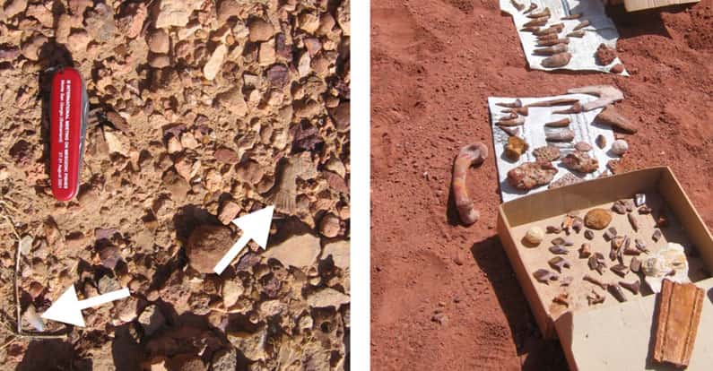 Il existe probablement un biais lors de la collecte des fossiles dans un but commercial. À gauche, fossiles en place sur le terrain (les flèches montrent une dent de crocodile et une dent rostrale d’<em>Onchopristis</em>) ; à droite, « étal » d’un vendeur de fossiles. © L. Cavin