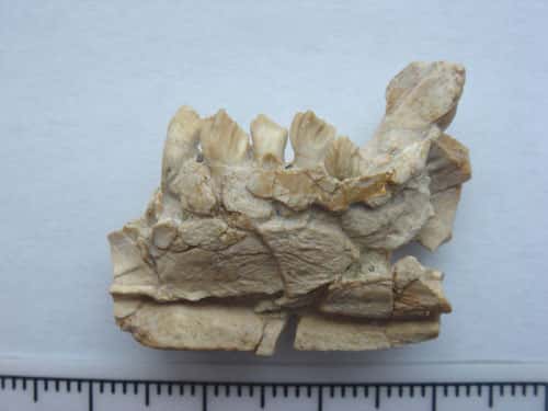 Fragment de mandibule du dinosaure cératopsien <em>Archaeoceratop</em>s avec les dents échantillonnées provenant du Crétacé inférieur de la province de Gansu (Chine). © Romain Amiot, DR