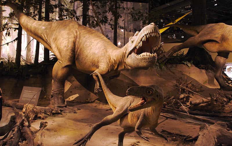 Reproduction d'<em>Albertosaurus </em>models,<em style="text-align: center;">Royal Tyrell Museum</em>. © D'Arcy Norman Calgary Canada, CC by 2.0