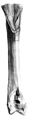 Le premier os de <em>Gastornis parisiensis</em>, un tibiotarse trouvé à Meudon par Gaston Planté en 1855, d’après une figure d’Owen (1856). © Owen