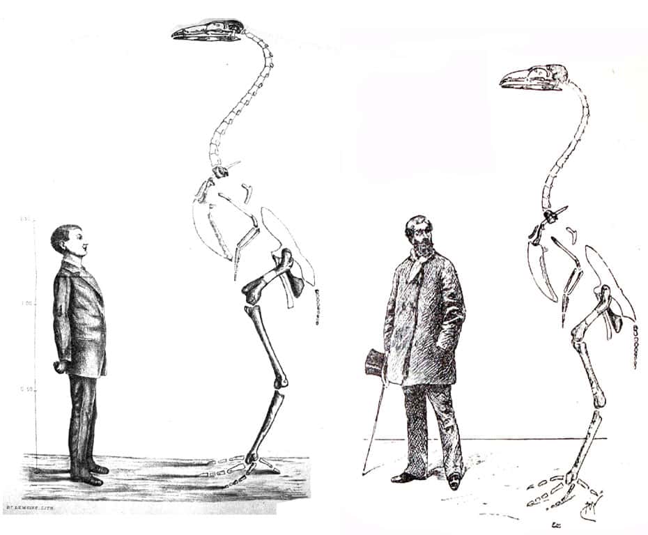 Reconstitution du squelette de <em>Gastornis</em> par Victor Lemoine, 1881 (à gauche) et par Stanislas Meunier, 1898 (à droite). Le jeune utilisé comme échelle par Lemoine devient un homme d’âge mûr chez Meunier, ce qui rend l’oiseau géant plus imposant encore. © DR