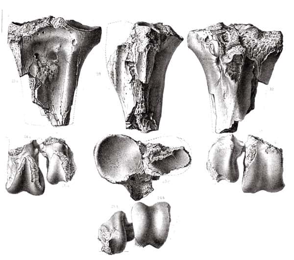 Fragments de tarsométatarse de « <em>Diatryma</em> » (= <em>Gastornis</em>) <em>gigantea</em> de l’Éocène du Nouveau-Mexique, décrits par Cope en 1877. © DR