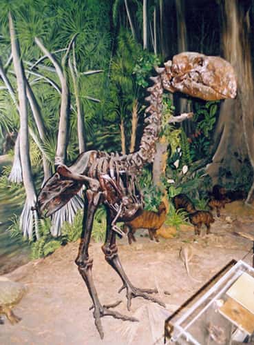 Squelette de <em>Gastornis</em> de l’Éocène inférieur du Wyoming. © DR