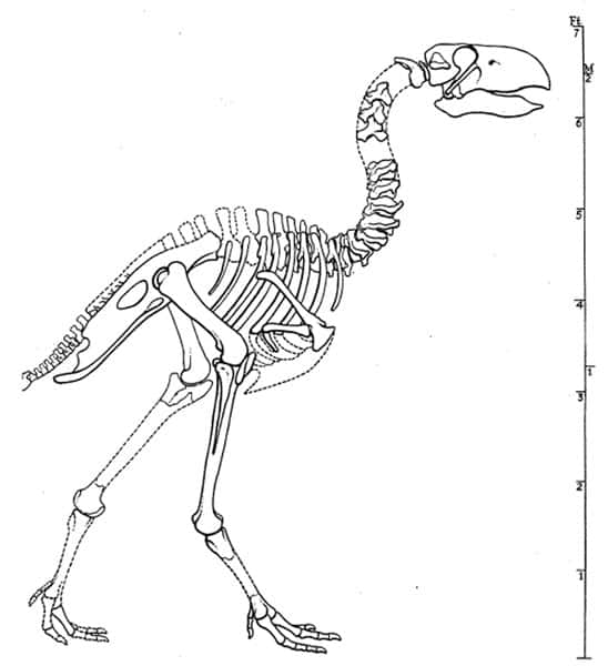 Reconstitution du squelette de <em>Diatryma</em> (= <em>Gastornis</em> ) par Matthew et Granger (1917). © <em>American Museum of Natural History</em>