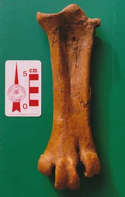 Tarsométatarse de <em>Gastornis</em> découvert dans le Paléocène des environs de Reims dans les années 1960. © Éric Buffetaut