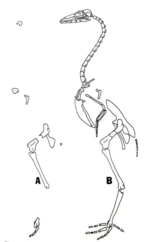 Réinterprétation du squelette de <em>Gastornis</em> reconstitué par Lemoine d’après Larry Martin (1992). Seuls les os représentés à gauche appartiennent réellement à cet oiseau géant. © <em>Los Angeles County Museum of Natural History</em>