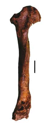 Tibiotarse de <em>Gastornis</em> provenant de l’Éocène inférieur de l’Aude (collection du Musée des dinosaures d’Espéraza). © Éric Buffetaut 