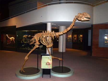 Squelette d’un représentant des dromornithidés, oiseaux géants du Tertiaire d’Australie, dont les adaptations rappellent beaucoup celles de <em>Gastornis</em>, et qui étaient apparemment végétariens. © <em>Museum of Central Australia</em>, Alice Springs