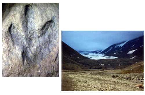 Les dinosaures ont habité les régions polaires au Mésozoïque, comme en témoigne par exemple cette empreinte de pas d'iguanodon, trouvée dans le Crétacé inférieur (environ 120 millions d'années) du Spitzberg (photo de gauche ; Musée du Svalbard, Longyearbyen). Le Spitzberg, qui est aujourd'hui une terre au climat très froid (photo de droite montrant le glacier de Longyear), se trouvait déjà à une haute latitude au Crétacé, mais les températures y étaient alors moins basses. Les dinosaures polaires n'en témoignent pas moins d'une aptitude à supporter des climats trop frais pour les reptiles d'aujourd'hui. © DR