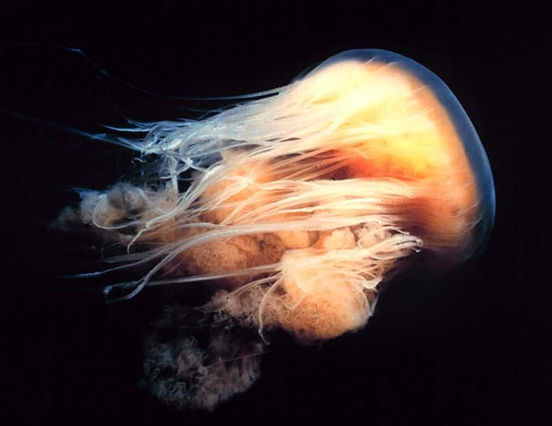 La crinière de lion est une méduse géante. © Kip Evans, GNU 1.2