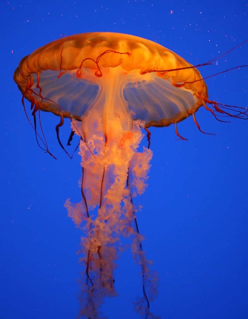 Les méduses sont des invertébrés. © Fotopedia, CC by-sa