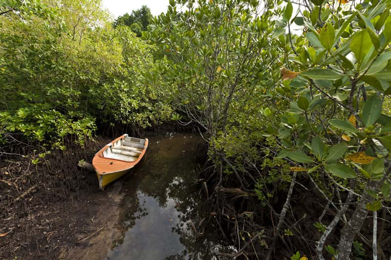Les mangroves protégeant les côtes. © Alexis Rosenfeld, reproduction interdite