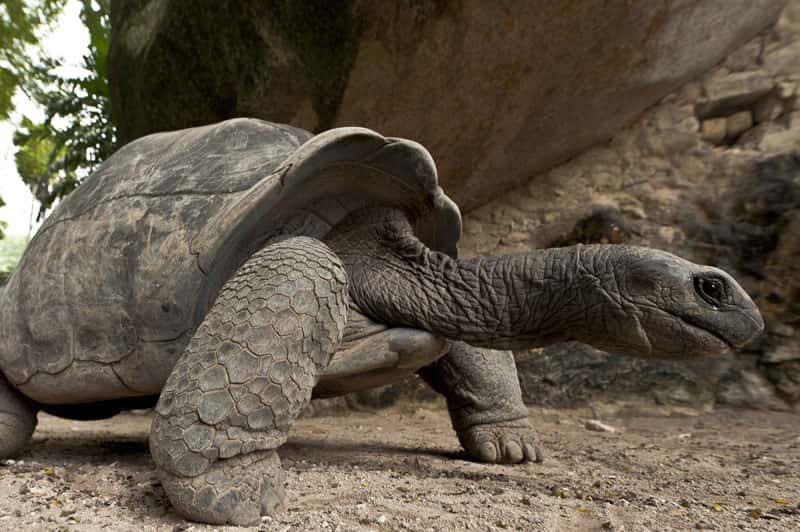 Tortue géante d'Aldabra. © Alexis Rosenfeld, reproduction interdite