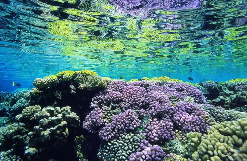 Les récifs de coraux protégeant les côtes. © Alexis Rosenfeld, reproduction interdite