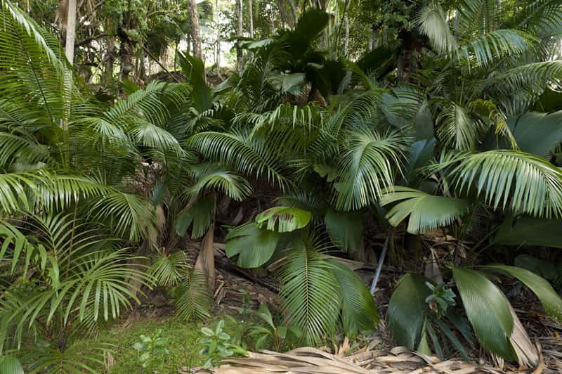 La forêt protège les sols de la pluie et limite l’érosion (Seychelles). © Alexis Rosenfeld, reproduction interdite