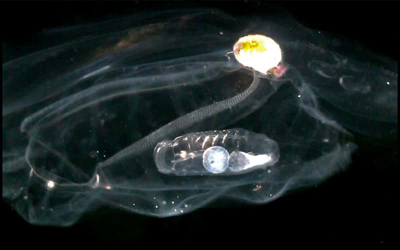 Naissance d'une salpe : à l’intérieur de cette salpe sexuée provenant d'une chaîne – un blastozoïde - une jeune salpe appelée oozoïde s’est développée à partir d’un œuf. Elle adhère à la paroi par un « placenta ». © C. Sardet/CNRS