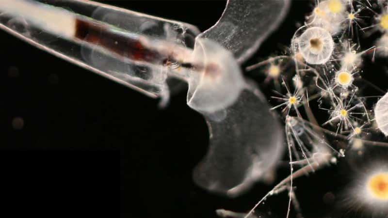 Un mollusque ptéropode et des protistes : le mollusque ptéropode <em>Styliola</em> <em>subulata </em>; des protistes dont des radiolaires et des acanthaires ; et une larve d’échinoderme. © C. Sardet/CNRS