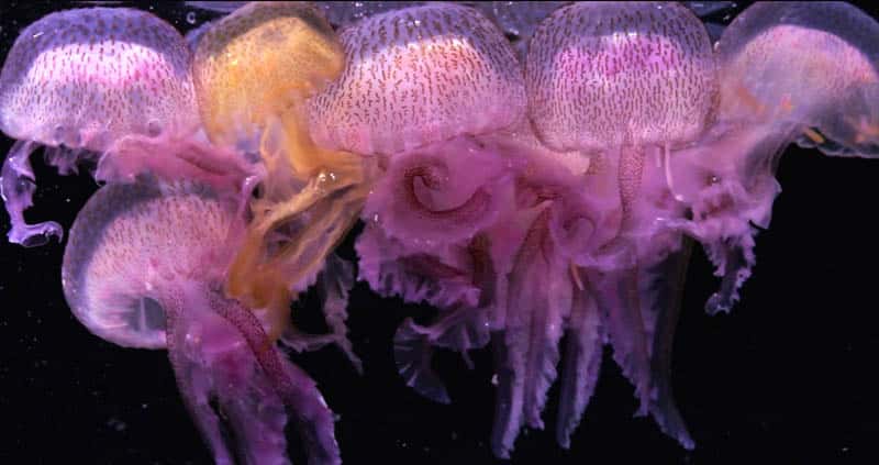 Groupe de méduses <em>Pelagia</em> : les pélagies sont présentes dans les eaux chaudes de la Méditerranée, la mer Rouge et l’océan Atlantique. Leurs couleurs variant du mauve à l’orange jusqu’au brun-jaune, dépendent de leur alimentation composée d’animaux du zooplancton - salpes, copépodes, larves diverses - et petits poissons. © N. Sardet/CNRS