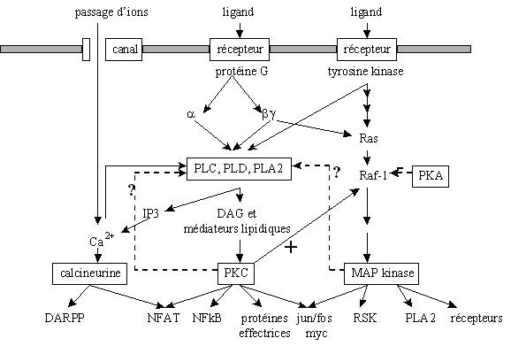 fig.11 : Réseau possible des signalisations intracellulaires impliquant la [PKC] (Nishizuka., 1995)