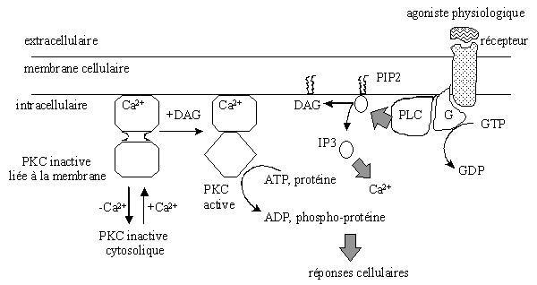 fig. 12 : Modèle d'activation de la [protéine kinase C] par la phospholipase C